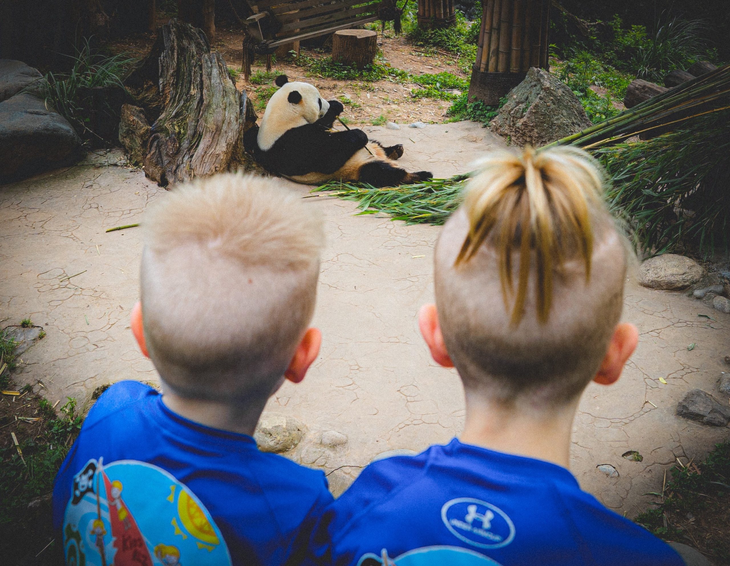 3 Tage in Chengdu: Pandas, Hot Pot, Leshan Buddha (Reiseplan 2026)