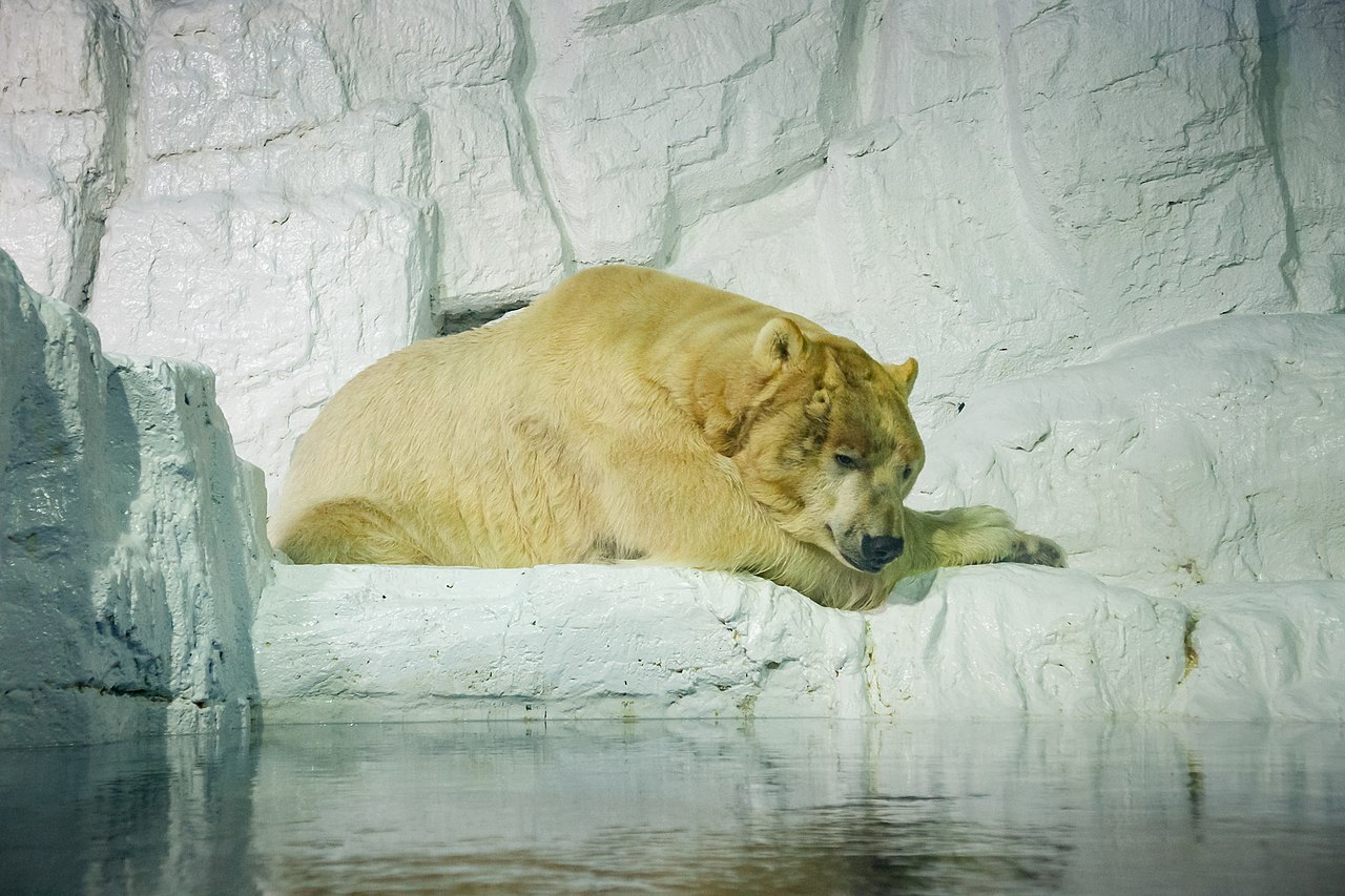 A polar bear swimming underwater in a large blue tank at the Laohutan Ocean Park Polar Marine World, with the surface ripples reflecting light from above and the polar bear looking at the camera.
