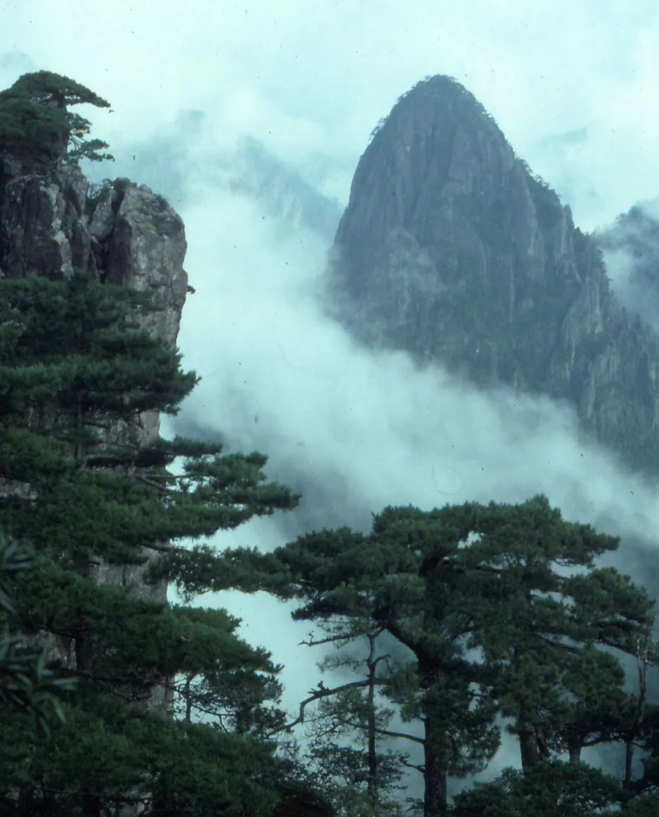 The classic Huangshan (Yellow Mountain) scene in Anhui — pine trees clinging to the cliff face in the foreground, with a misty granite peak emerging from the sea of clouds in the background; this is the 1,864m "strange pines" wonder that inspired 1,000+ years of Chinese landscape painting