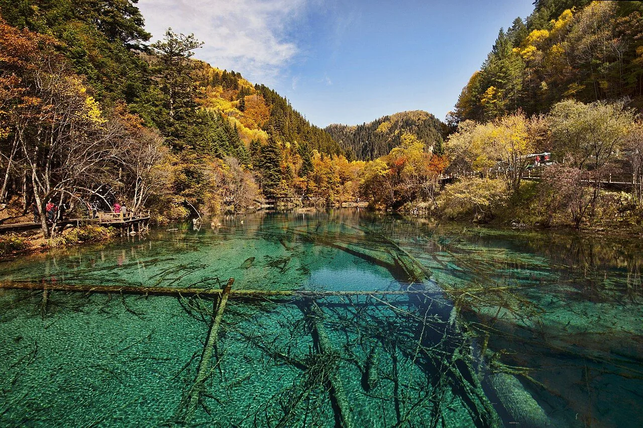 The Five-Color Lake (五花海, Wuhua Hai) of Jiuzhaigou Valley — one of 114 lakes in the park, with crystal-clear water revealing the fallen tree trunks and limestone terraces below, surrounded by autumn-colored forest; the lake gets its colors from the dissolved limestone and travertine terraces