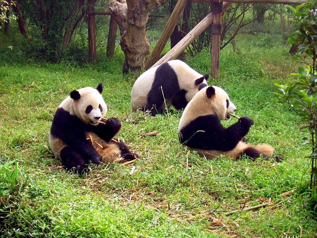 Three giant pandas eating bamboo in a lush grassy enclosure at the Chengdu Research Base, with two sitting upright holding bamboo stalks in their paws and a third walking behind them between the trees, all in morning light