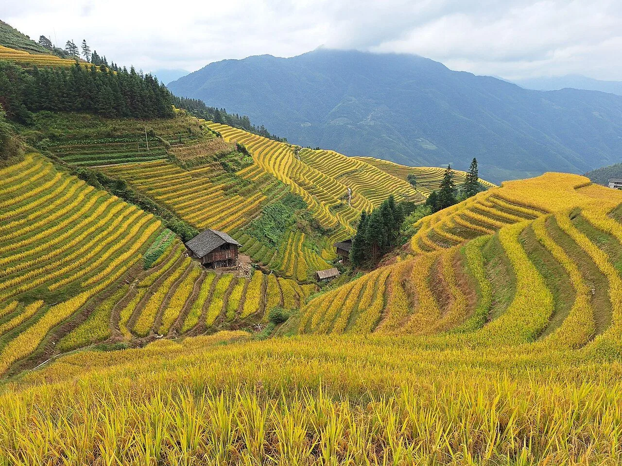 The Longji Rice Terraces in autumn harvest season — golden rice ready to cut, the curved terrace walls following the contour lines of the mountains, and a traditional Zhuang wooden farmhouse on the slope; the 700-year-old terraced landscape at its peak visual moment