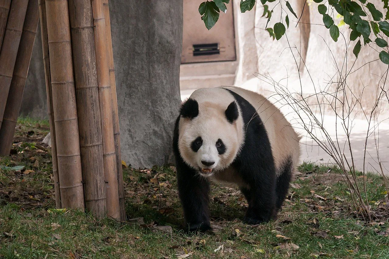 A single adult giant panda walking forward toward the camera in a shaded enclosure, the iconic black-and-white fur clearly visible, the panda's body framed by green foliage and the white walls of the indoor panda house behind it