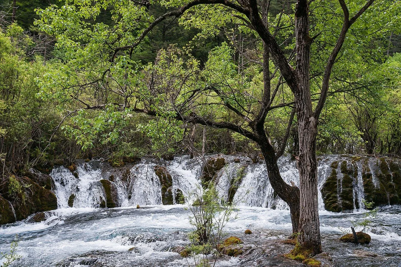 Jiuzhaigou spring waterfalls with fresh green trees and white water cascading over the rocks — the valley has 114 lakes, 17 waterfall groups, and 11 forest types; the water is so clean you can drink from any of the streams