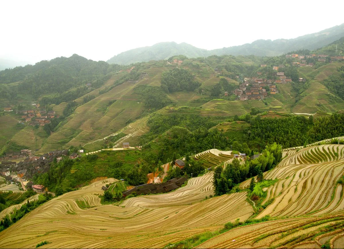 A spring view of the Longji Rice Terraces with newly-filled water paddies shimmering in the afternoon sun, layers of green forest, and the wooden Zhuang minority village houses climbing the ridge; the terraces span Pingan, Dazhai, and Tiantou villages, with terraces up to 1,100m elevation