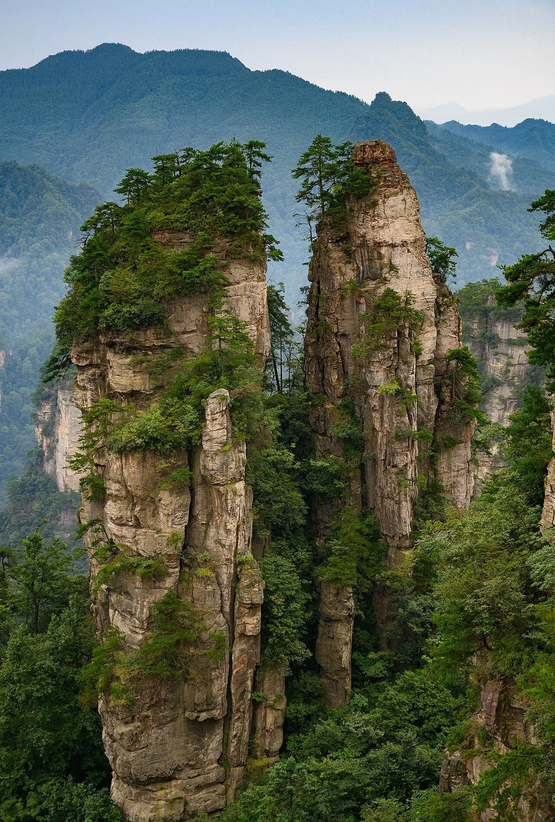 A close-up view of two iconic Avatar Hallelujah Mountain sandstone pillars at Zhangjiajie, with trees growing from the top of the columns and dense green forest at the base, showing the vertical columnar structure that inspired the floating Hallelujah Mountains in James Cameron's Avatar film