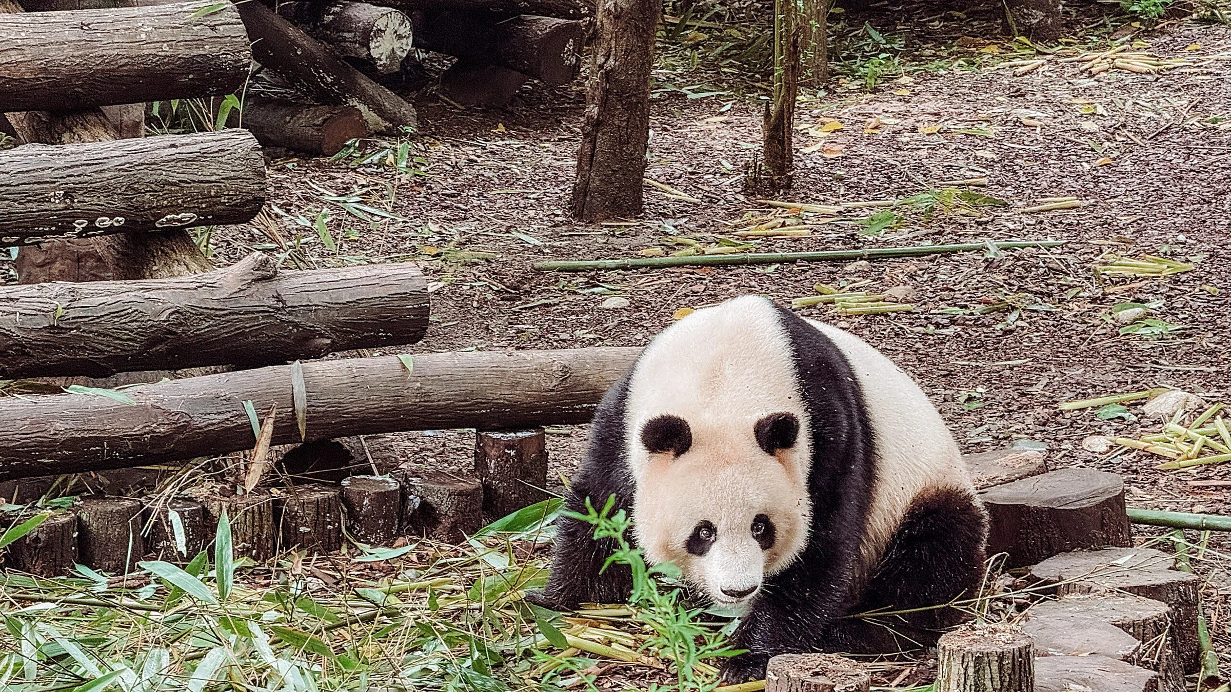 Giant pandas eating bamboo at the Chengdu research base