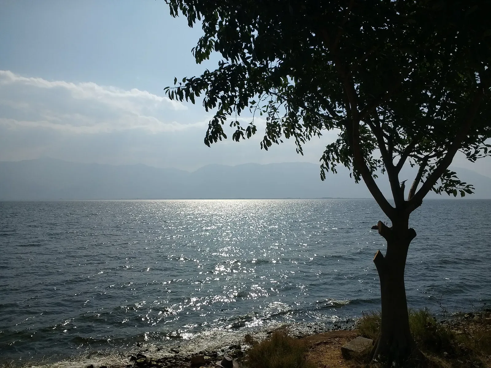 Erhai Lake near Dali, Yunnan — a vast high-altitude lake with sunlight glittering on the rippled blue water, a single tree silhouetted in the foreground on the shore, and the Cangshan Mountain range stretching across the horizon under a blue sky with light clouds.