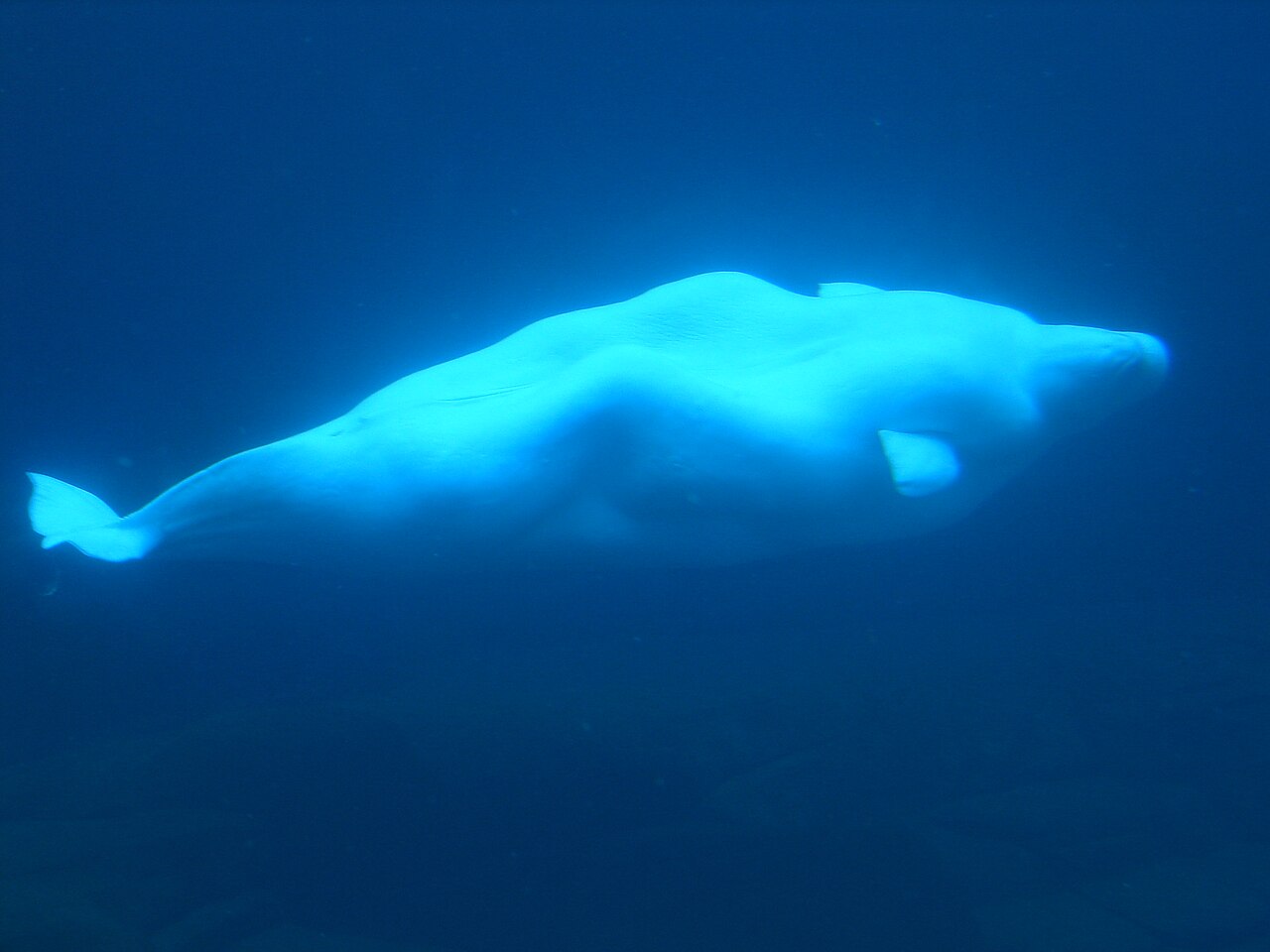 Laohutan Ocean Park — Asia's largest polar marine exhibit, with beluga whales, polar bears, and 6,000-seat stadium shows.