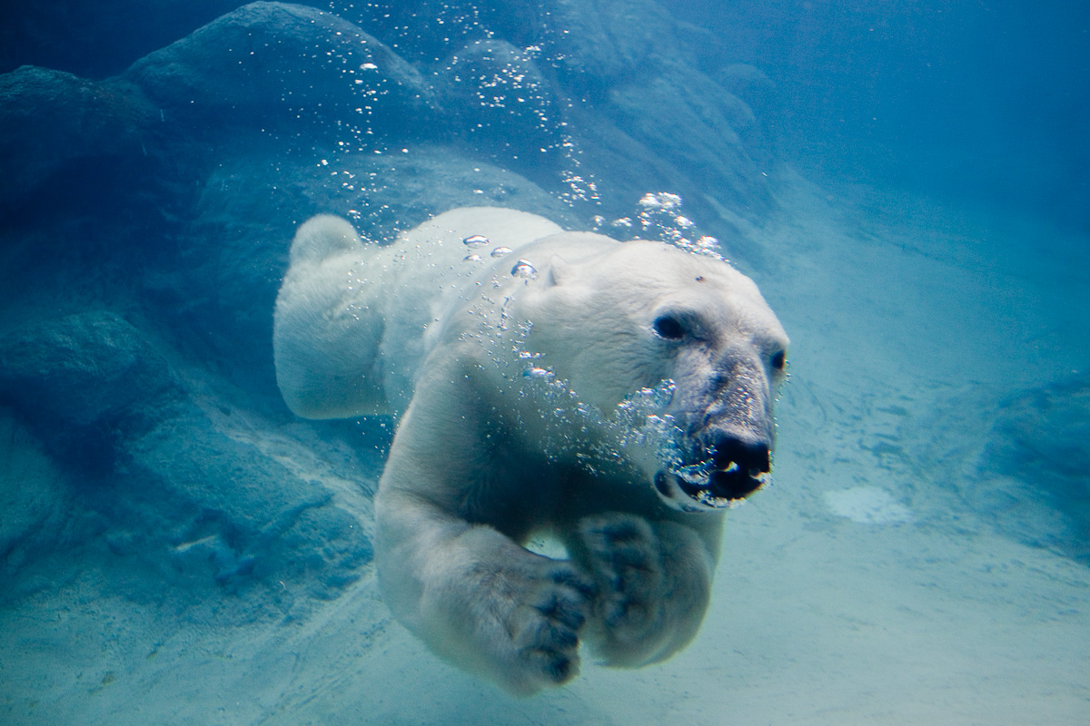 A polar bear swimming underwater in a large blue tank at the Laohutan Ocean Park polar marine exhibit, with the surface ripples reflecting light from above.