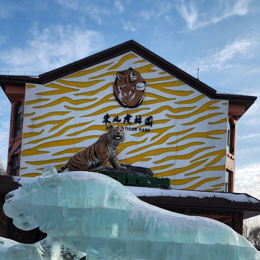 Siberian Tiger Park (东北虎林园) — the world's largest breeding center for Siberian (Amur) tigers, with 700+ tigers in semi-wild enclosures.