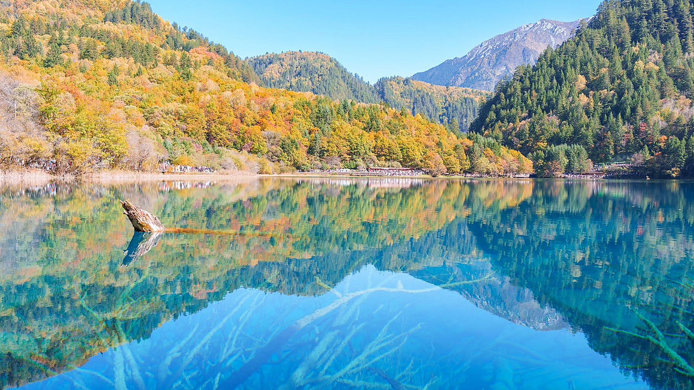 Five Color Lake (五花海) — the most colorful of Jiuzhaigou's lakes, where turquoise, jade, and amber swirl together over submerged logs, the photo-icon of the park.