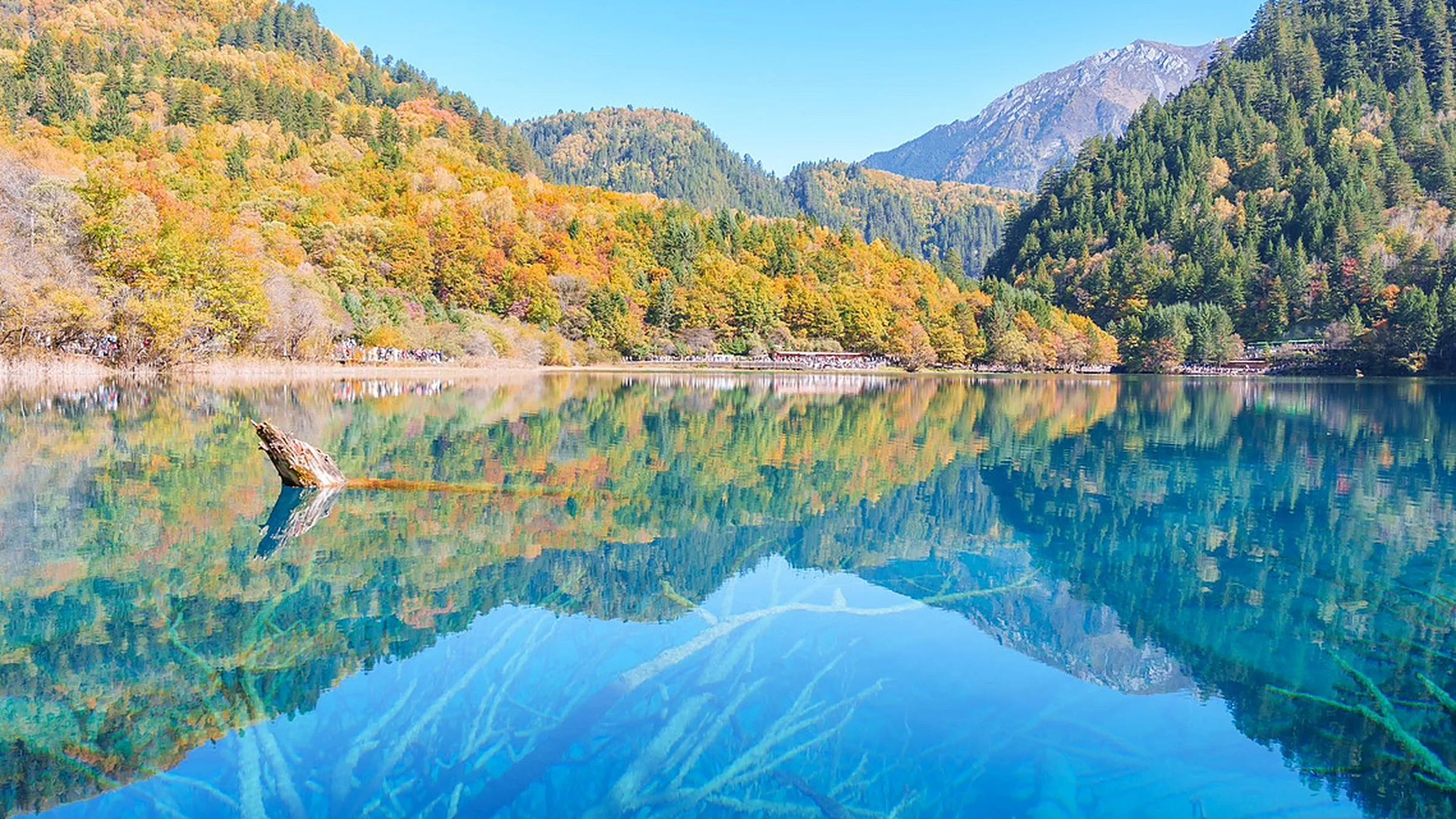 Five Color Lake (五花海) — the most colorful of Jiuzhaigou's lakes, where turquoise, jade, and amber swirl together over submerged logs, the photo-icon of the park.