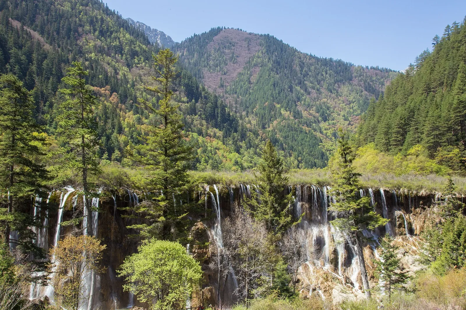 A side view of the Nuorilang Waterfall in Jiuzhaigou — a wide sheet of water plunging down a broad travertine face into a calm pool, with conifer trees lining the cliff edges and forested mountains rising under a clear blue sky in the background.