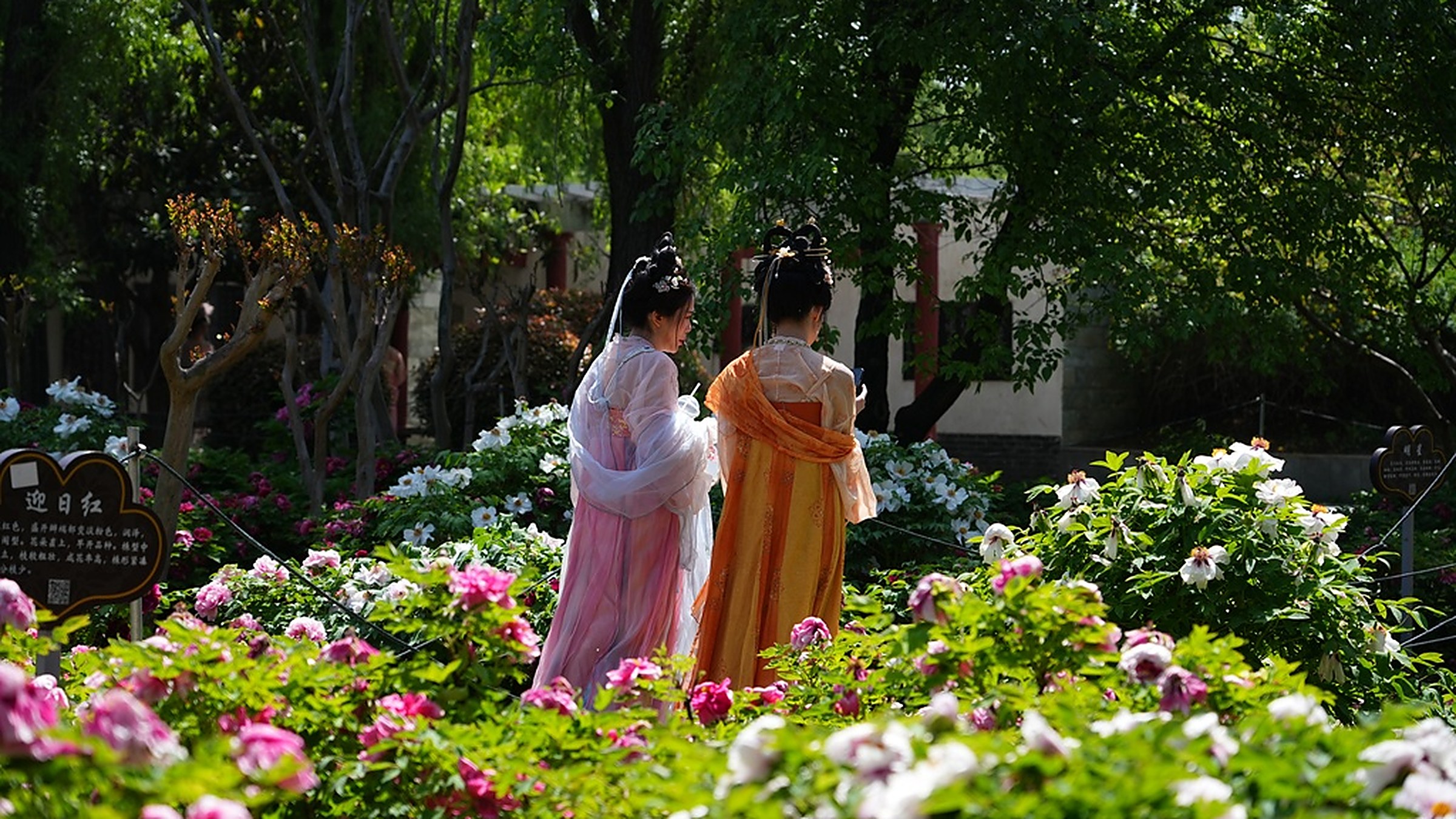 Pivoines en fleur au jardin national des fleurs de Luoyang — la ville organise un festival à l'échelle de la ville chaque avril-mai.