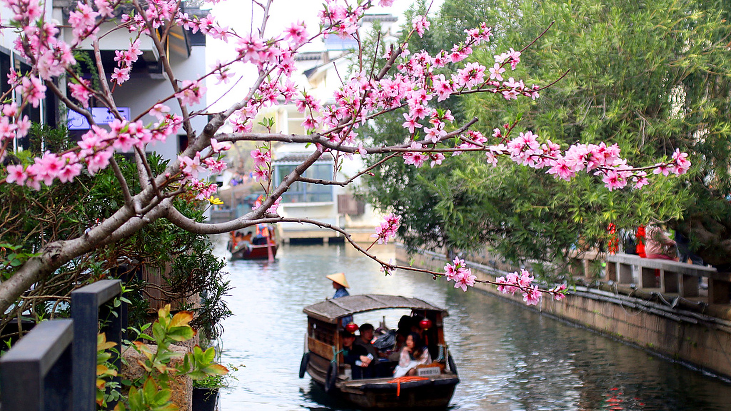 Tongli Water Town — a 1,000-year-old canal town with stone bridges, whitewashed Ming-era houses, and cherry blossoms in spring