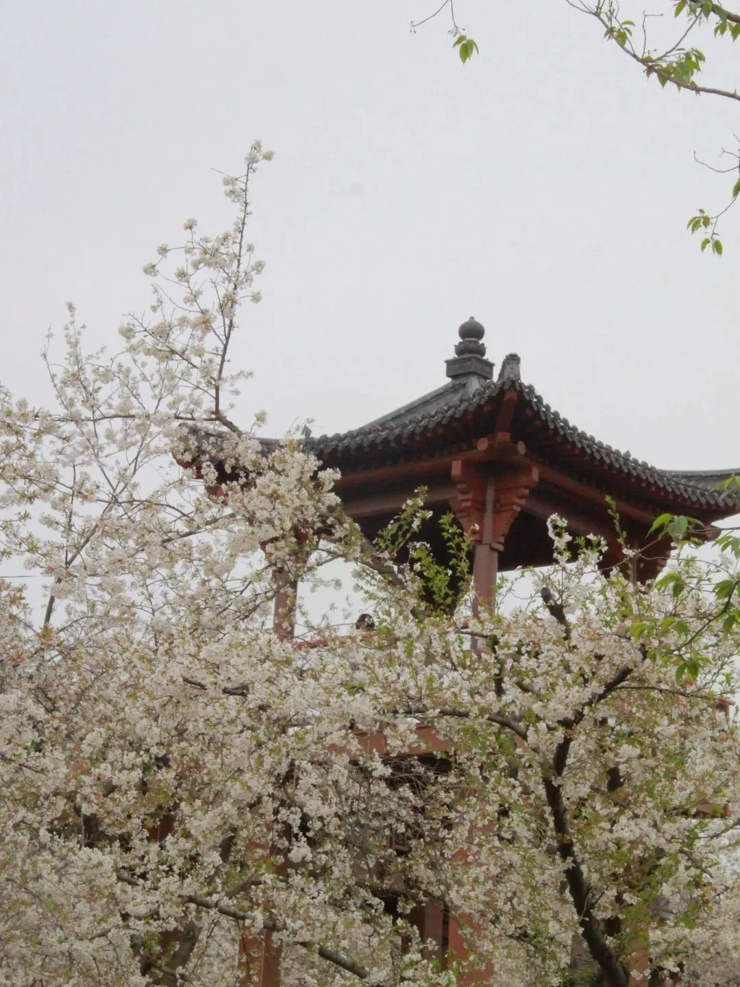 East Lake — China's largest urban lake, 33 km² of cherry blossoms in spring and lakeside bike paths.