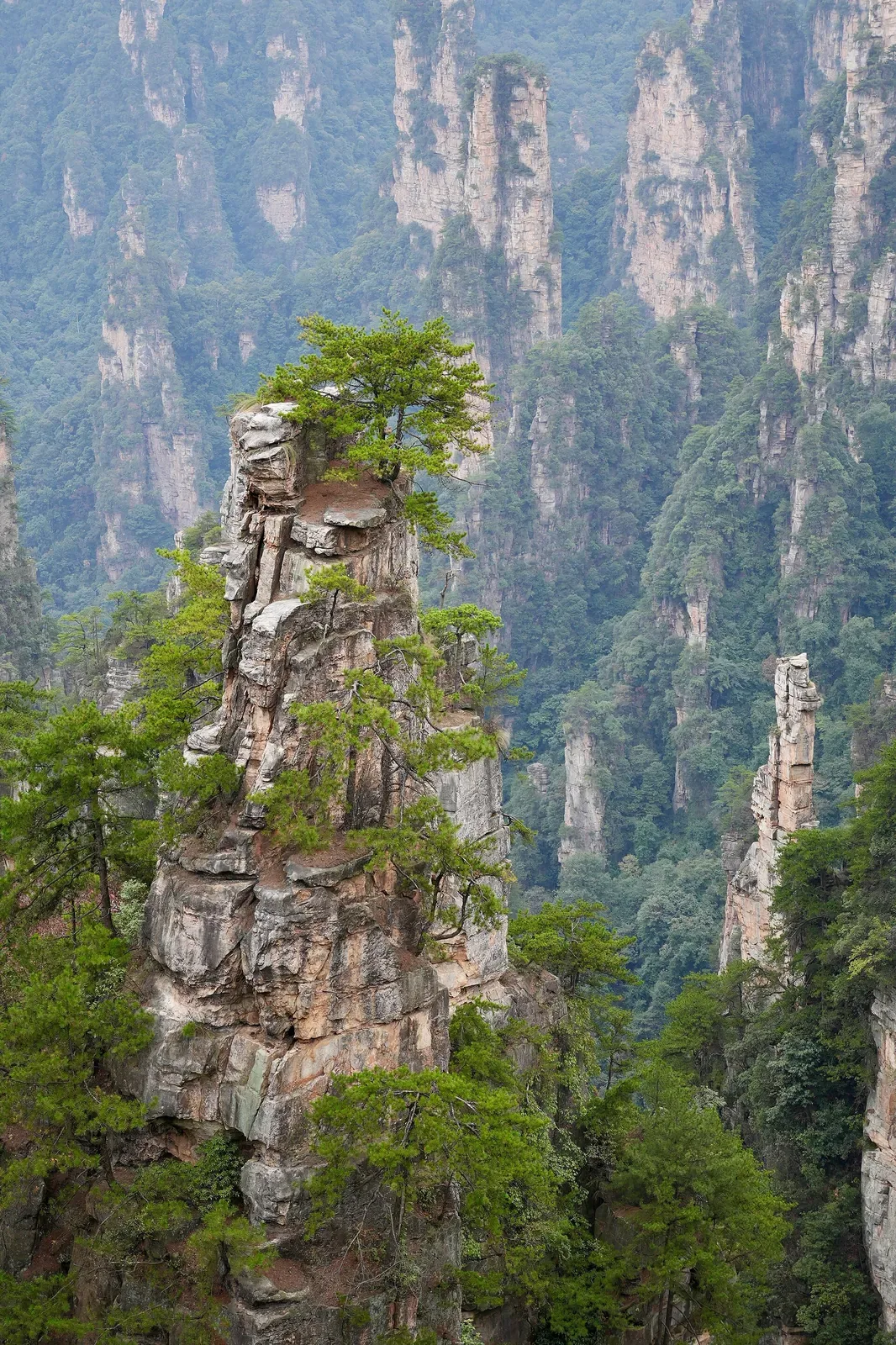 A towering sandstone pillar in Zhangjiajie National Forest Park, Hunan — a near-vertical column of layered rock crowned by a single pine tree growing out of the bare rock, with steep forested cliffs falling away into the misty valley behind.