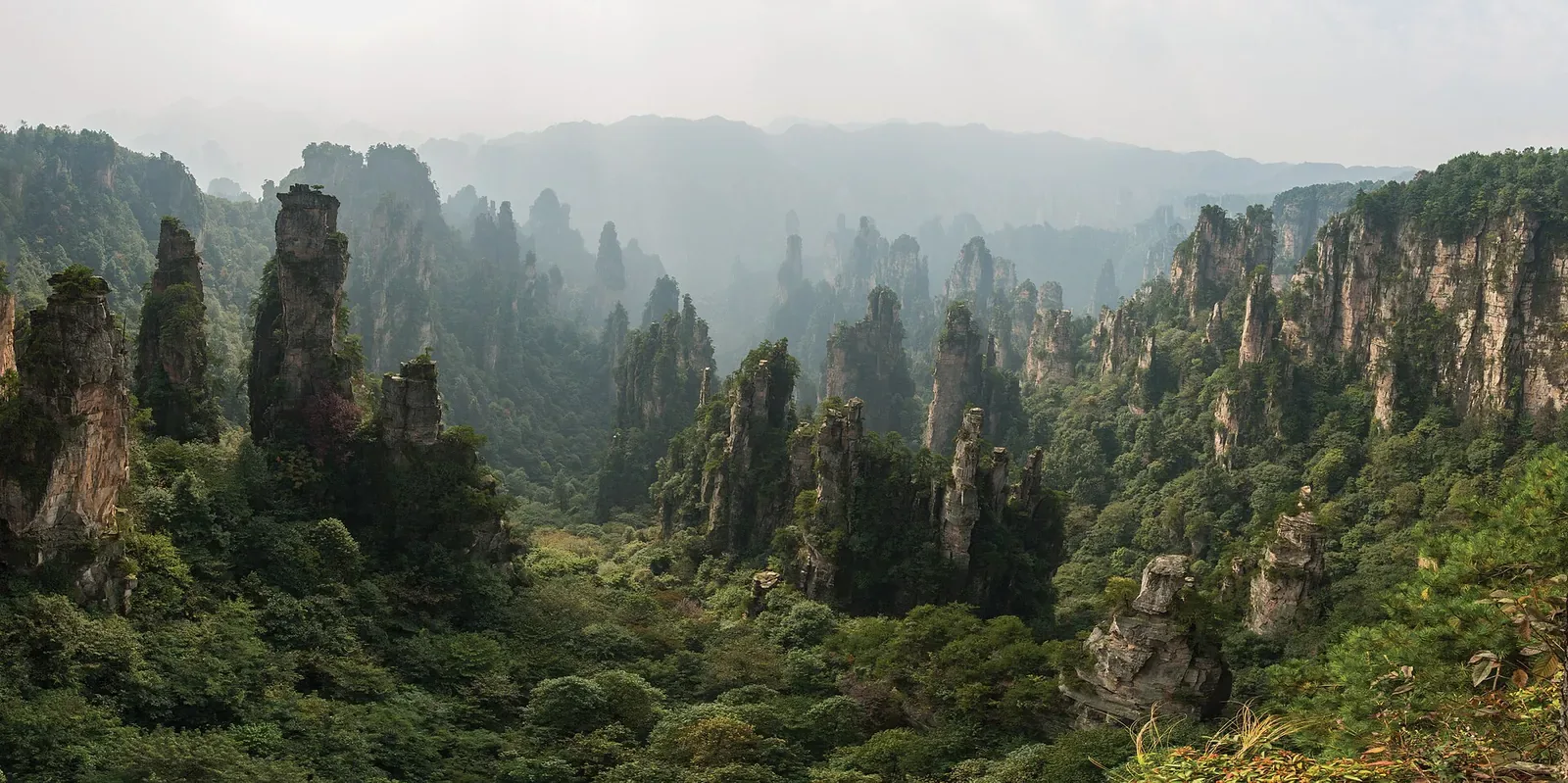 A wide view across the Tianzi Mountain nature reserve in Wulingyuan, Zhangjiajie, with hundreds of tall, narrow sandstone spires rising from a sea of green forest, partially veiled in mountain mist, with the dark green pine forest in the foreground.