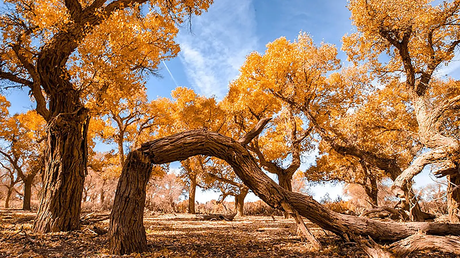 Gli antichi tronchi contorti dei pioppi di Ejina in autunno — alberi secolari con tronchi argentati grigi contorti e scultorei e una chioma dorata rada contro un cielo blu intenso, il pavimento di sabbia del deserto coperto di foglie cadute, la vista grandangolare che mostra sia la bellezza strutturale dei singoli alberi che la foresta profonda che si estende in lontananza — il popolamento vetusto dall'aspetto surreale, quasi alieno, per cui la foresta di Ejina è famosa, con alcuni alberi di 1.000+ anni e i più fotografati a fine ottobre quando le foglie iniziano a cadere