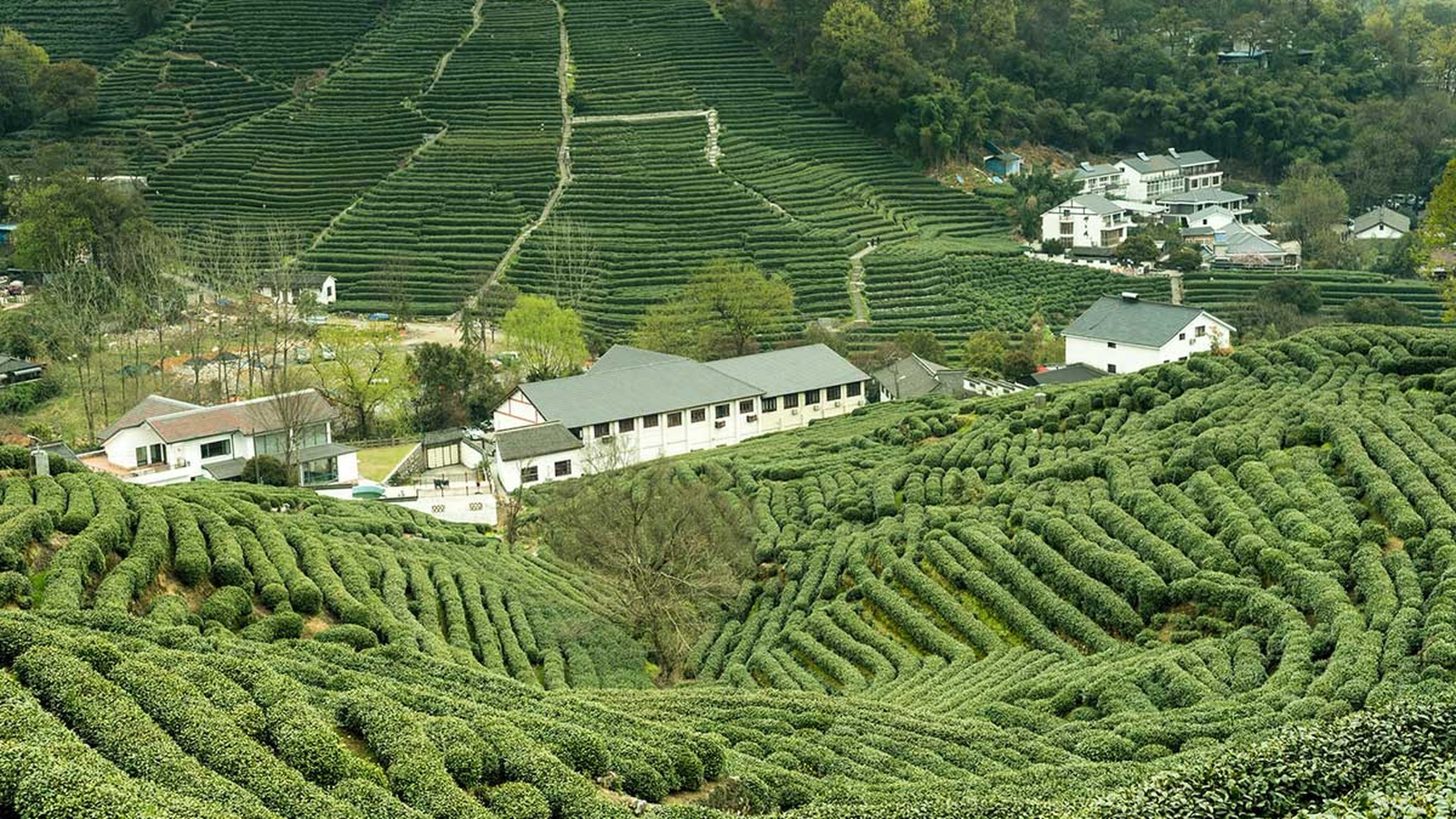 Aerial view of the Longjing tea village terraced rows near West Lake.