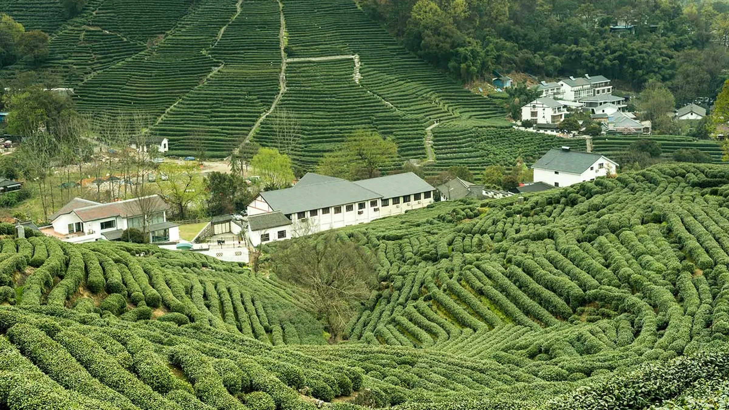 Aerial view of the Longjing tea village terraced rows near West Lake.