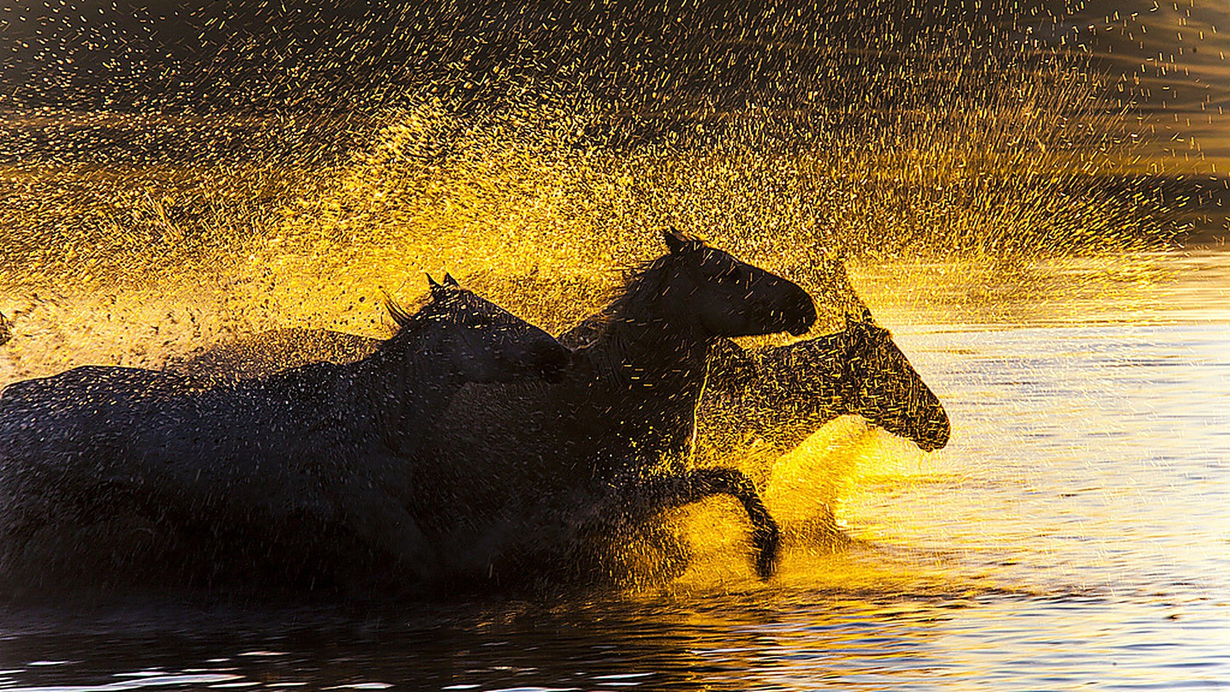 Herd of horses galloping across the golden-green Hulunbuir grassland at sunset, with low rolling hills and a vivid orange sky in the background, Inner Mongolia, China