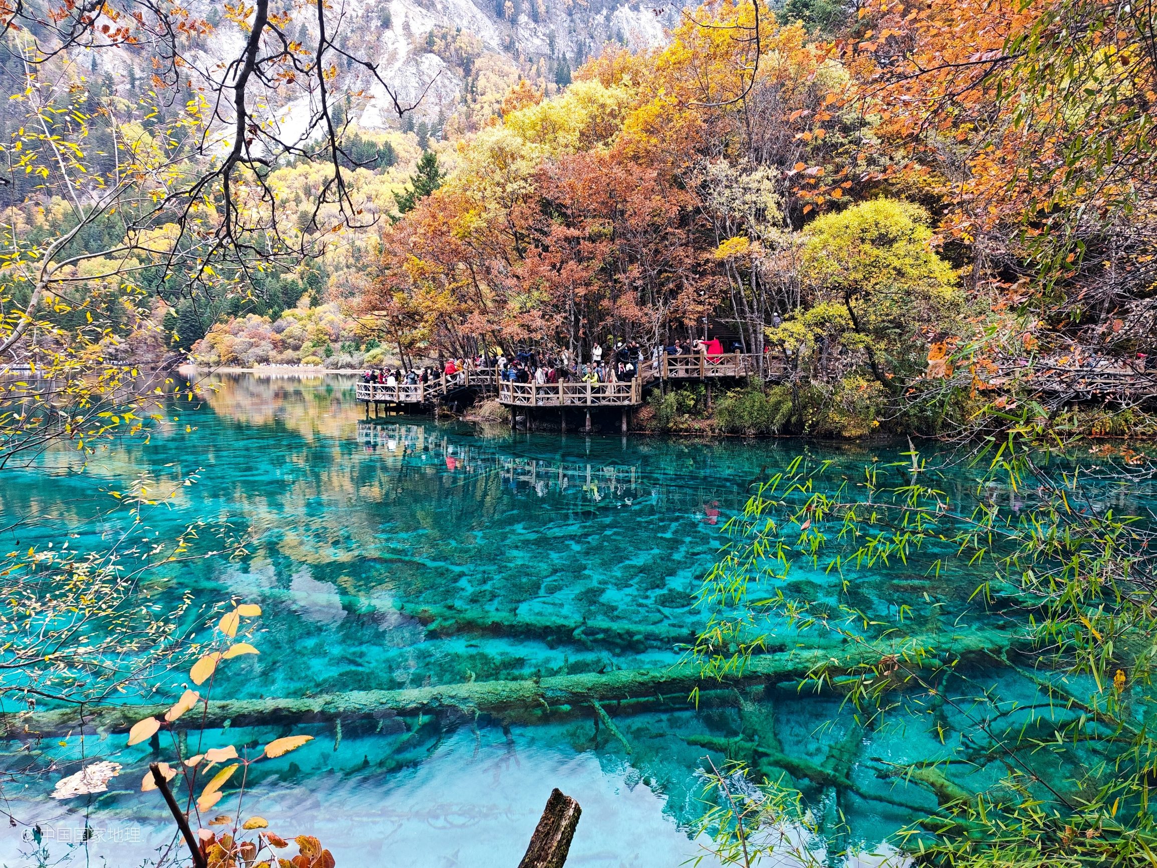 Five-Flower Lake in Jiuzhaigou Valley in autumn, Sichuan, China, with crystal-clear turquoise water reflecting golden birch and red maple trees, fallen leaves floating on the still surface
