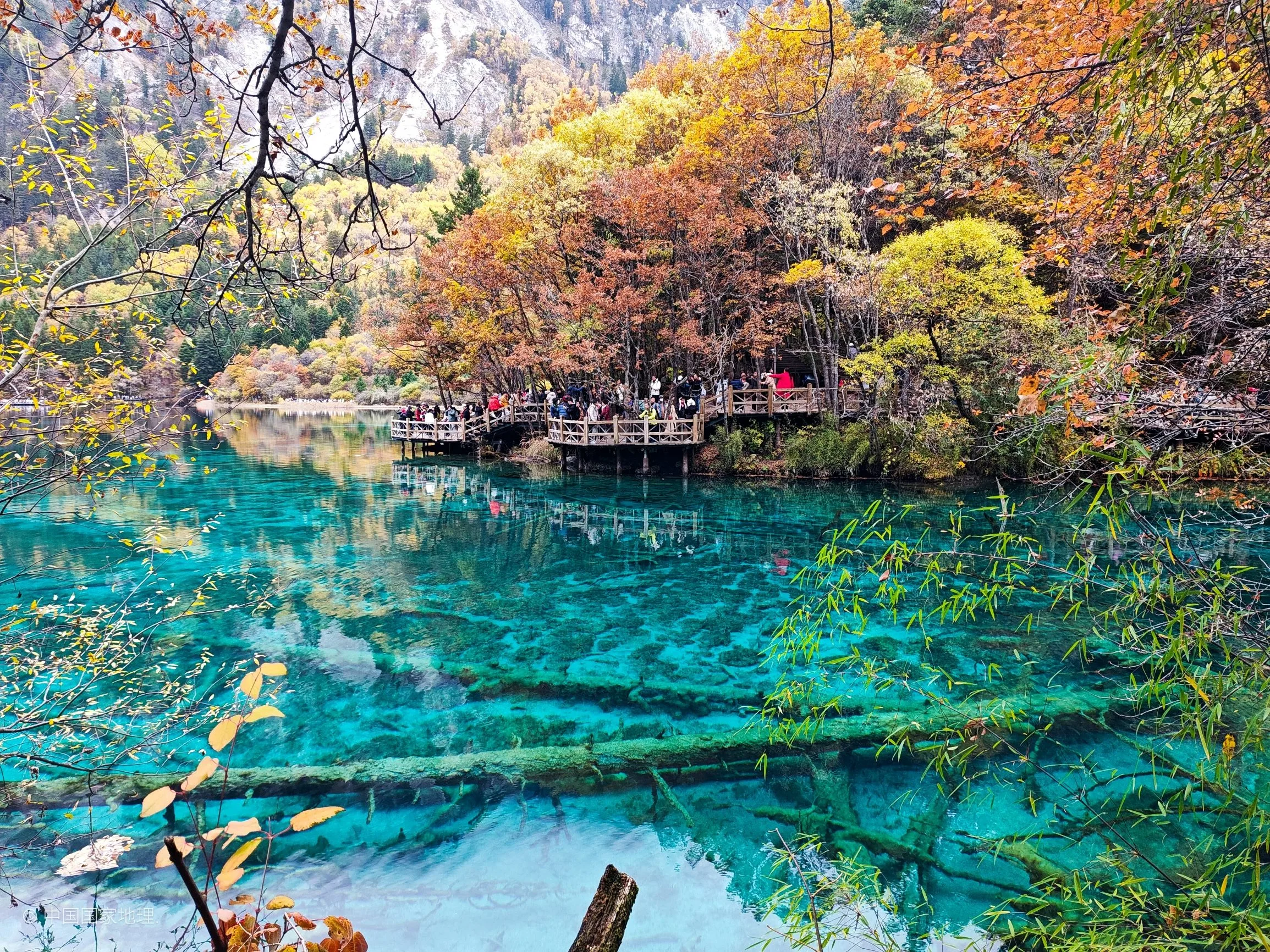 Five-Flower Lake in Jiuzhaigou Valley in autumn, Sichuan, China, with crystal-clear turquoise water reflecting golden birch and red maple trees, fallen leaves floating on the still surface