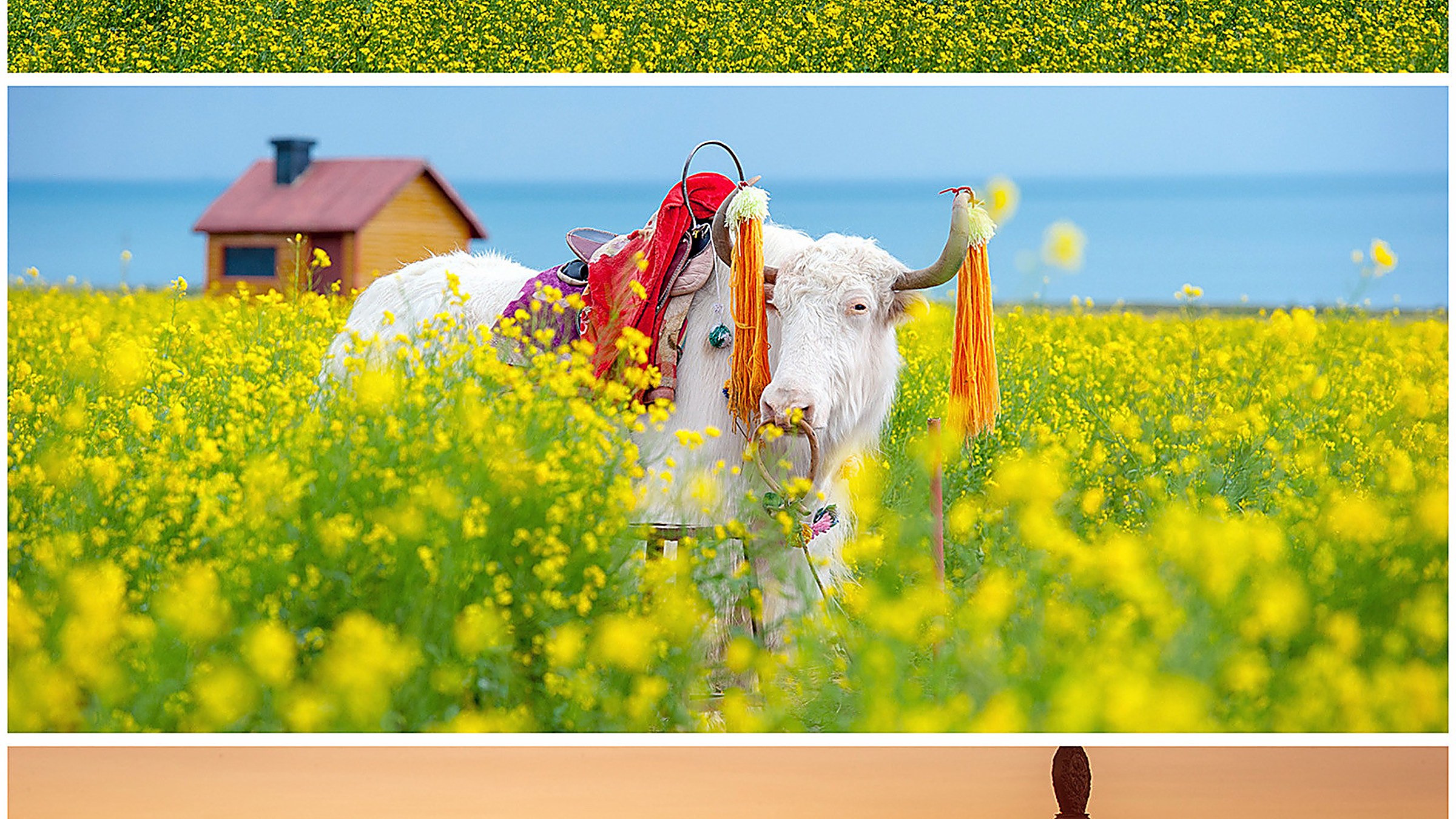 Bright yellow rapeseed flowers in the foreground, with the deep blue waters of Qinghai Lake stretching to the horizon under a summer sky, Qinghai province, China